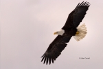 Alaska;Bald-Eagle;Flying-Bird;Haliaeetus-leucocephalus;Kenai-Peninsula;Photograp